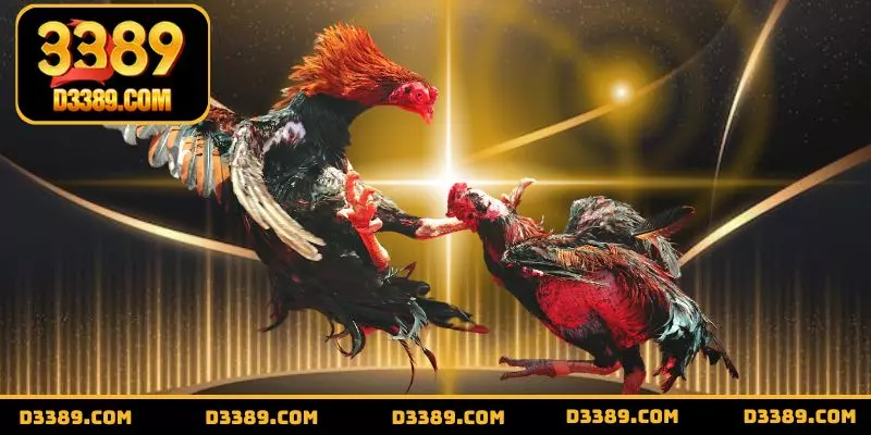 Cửa cược cơ bản trong chọi gà trực tuyến