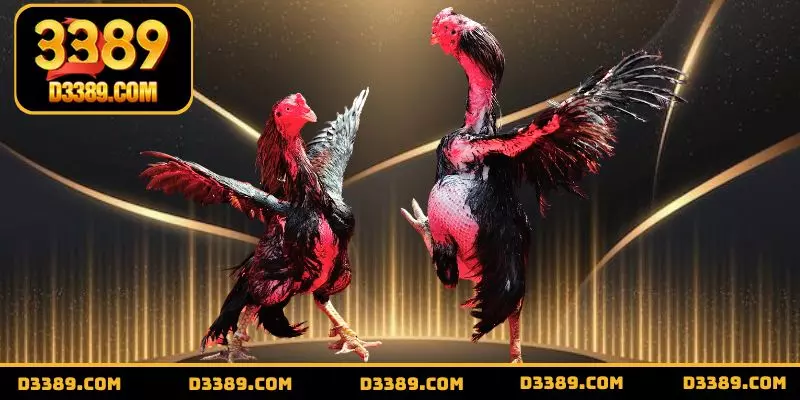 Trải nghiệm chọi kê cựa dao với tinh thần quyết liệt